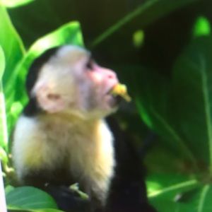 Meet your Posher, Joyce